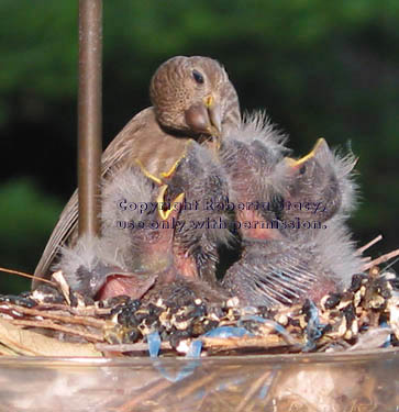 house finch feeding chicks