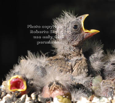 house finch chicks