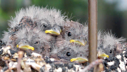 house finch chicks