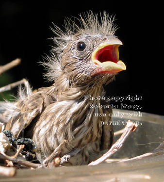 house finch chick