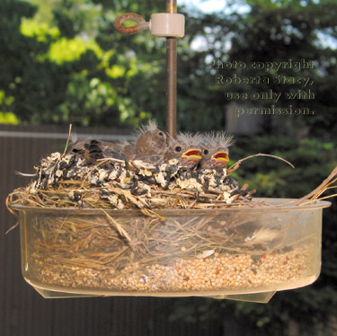 house finch chicks