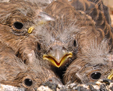 house finch chicks