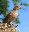 house finch chick