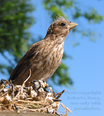 house finch chick