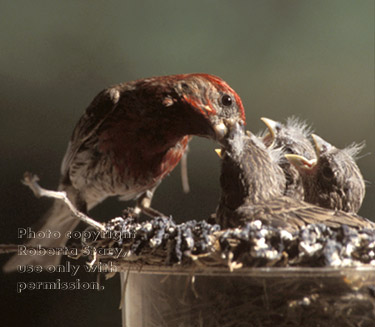 house finch feeding chicks