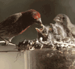 house finch family