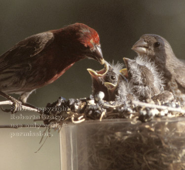 house finch family