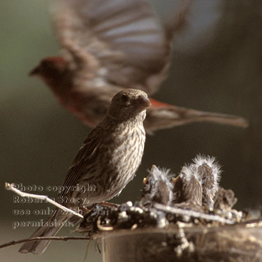 house finch mom & chicks