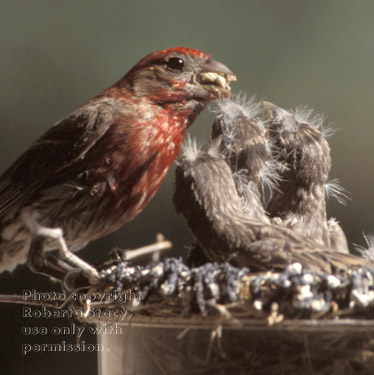 house finch feeding chicks