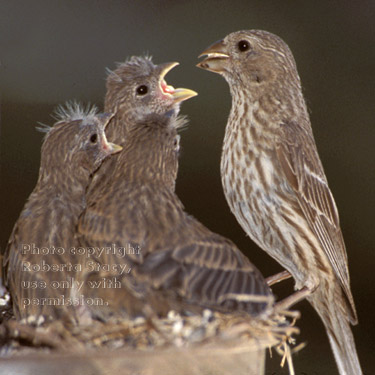 house finch feeding chicks