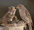 house finch mom & chicks