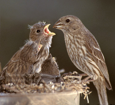 house finch mom & chicks