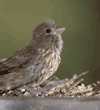 house finch chick