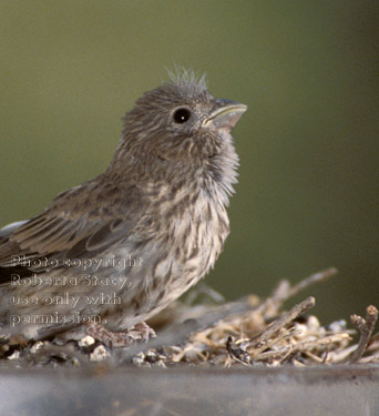 house finch chick