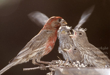 house finch feeding chicks