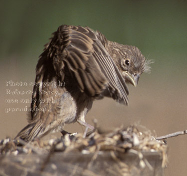 house finch chick