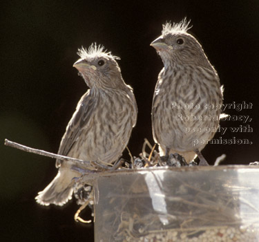 house finch chicks