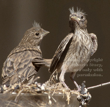 house finch chicks