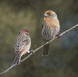 house finches, two males