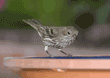 house finch, female, on birdbath