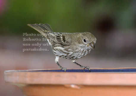 house finch, female, on birdbath