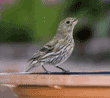 house finch drinking water