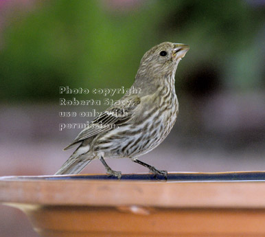 house finch drinking water