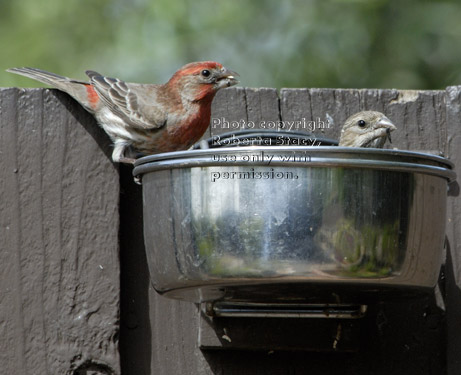 house finches eating seeds