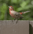 male house finch courtship display