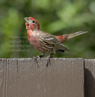 male house finch courtship display