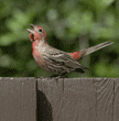 male house finch courtship display