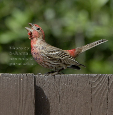 male house finch courtship display