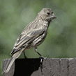 young house finch