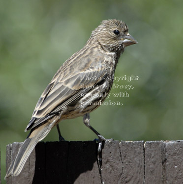 young house finch