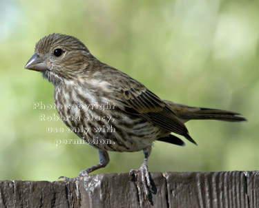 young house finch