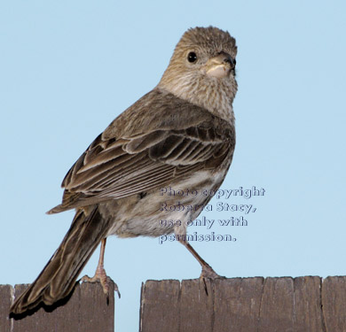 young house finch