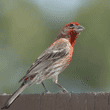 male house finch