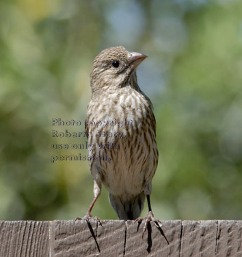 female house finch