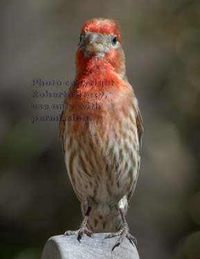 male house finch