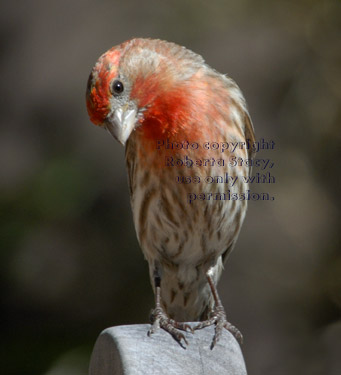 house finch, male