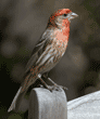 house finch, adult male