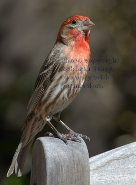 adult male house finch