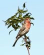 male house finch on tree branch