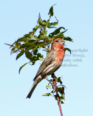 male house finch on tree branch