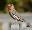 male house finch