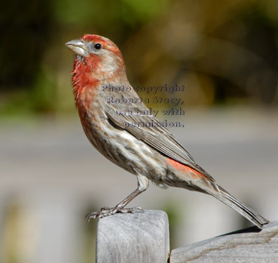 male house finch