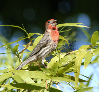 singing male house finch on bamboo plant