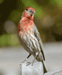 male house finch