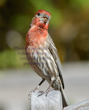 male house finch