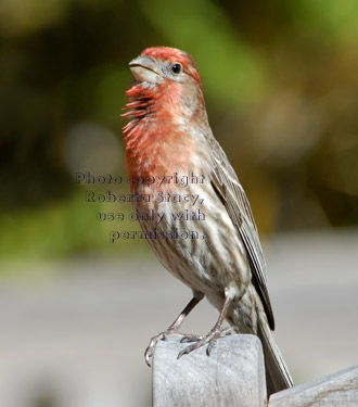 house finch, adult male